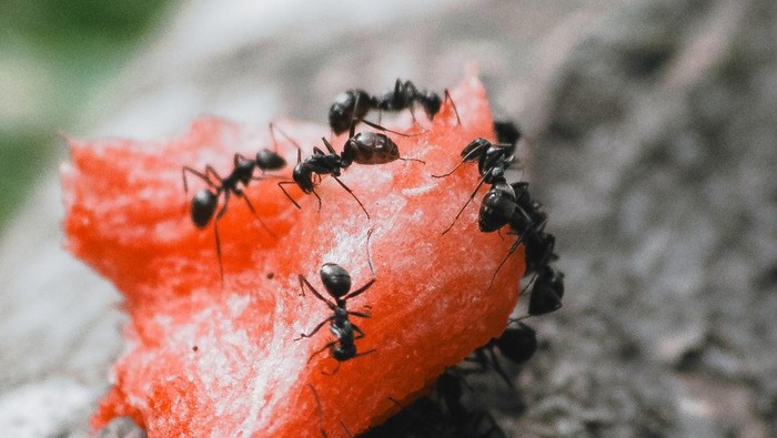 Semut hitam menemukan makanan