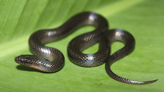 Ular hitam berjenis black swampsnake
(Liodytes pygaea)