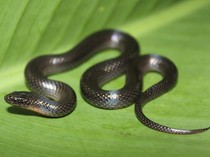 6 Jenis Ular Hitam yang Sering Masuk Rumah, Bukan Hanya Kobra Jawa!