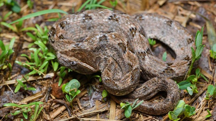 Ular tanah atau Calloselasma rhodostoma