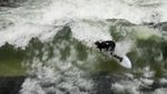 Aksi Surfer Jerman Taklukkan Ombak Buatan di Sungai Eisbach