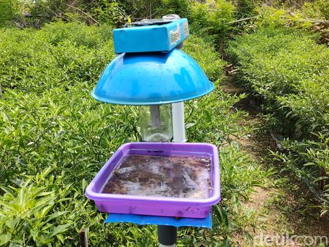 Klaper-X, alat perangkap hama serangga karya anak petani asal Bugel, Panjatan, Kulon Progo, DIY, Selasa (12/11/2024).