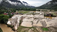 Banjir itu juga menyebabkan sejumlah sawah warga rusak.  