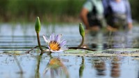 Wali Kota Geordin Hill-Lewis, di Cagar Alam False Bay yang terdaftar di Ramsar di Rondevlei, memperkenalkan kembali bunga lili tersebut. Sekarang dikenal sebagai Earthshot Lily, sebagai gestur penting untuk menandai pertama kalinya Earthshot Prize diselenggarakan di benua Afrika.  