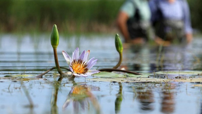 Bunga Lili yang Punah Muncul Kembali di Afrika Selatan, Ini Potretnya An environmentalist holds the previously extinct Cape Water Lily at False Bay Nature Reserve wetland, which was part of the Earthshot Week in Cape Town, where it has been reintroduced at the reserve wetland, in Cape Town, South Africa, November 8, 2024. REUTERS/Esa Alexander TPX IMAGES OF THE DAY