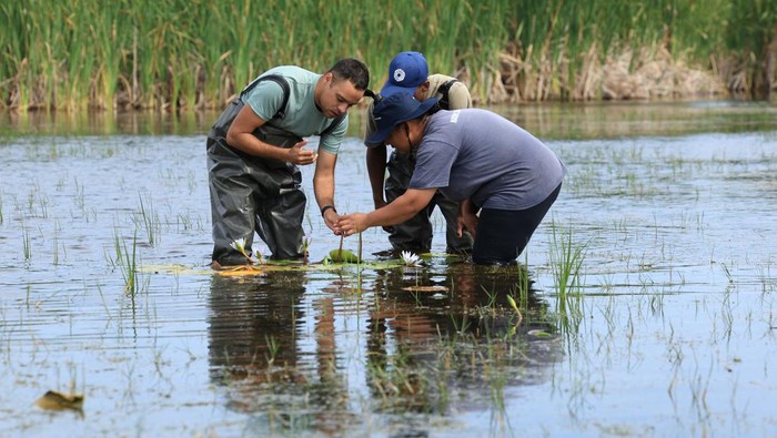 An environmentalist holds the previously extinct Cape Water Lily at False Bay Nature Reserve wetland, which was part of the Earthshot Week in Cape Town, where it has been reintroduced at the reserve wetland, in Cape Town, South Africa, November 8, 2024. REUTERS/Esa Alexander TPX IMAGES OF THE DAY