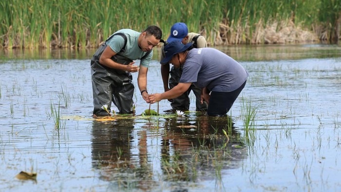 Bunga Lili yang Punah Muncul Kembali di Afrika Selatan, Ini Potretnya An environmentalist holds the previously extinct Cape Water Lily at False Bay Nature Reserve wetland, which was part of the Earthshot Week in Cape Town, where it has been reintroduced at the reserve wetland, in Cape Town, South Africa, November 8, 2024. REUTERS/Esa Alexander TPX IMAGES OF THE DAY