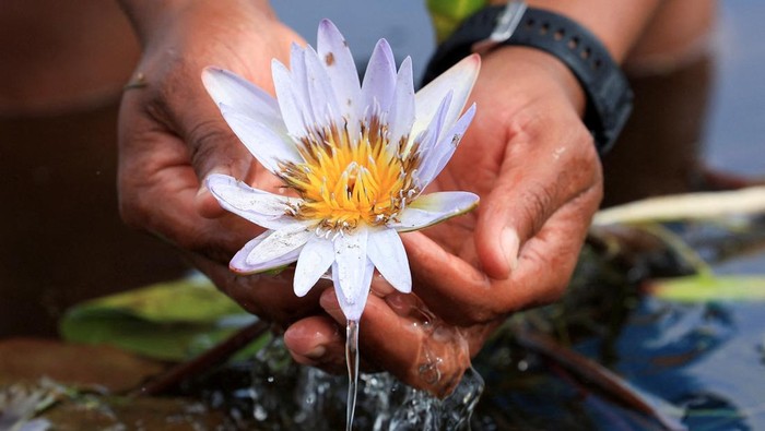 An environmentalist holds the previously extinct Cape Water Lily at False Bay Nature Reserve wetland, which was part of the Earthshot Week in Cape Town, where it has been reintroduced at the reserve wetland, in Cape Town, South Africa, November 8, 2024. REUTERS/Esa Alexander     TPX IMAGES OF THE DAY