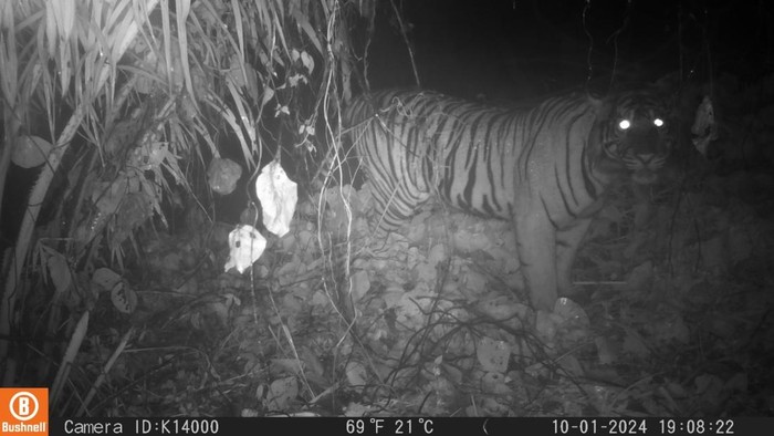 Harimau yang resahkan warga Bengkulu Utara masuk perangkap.