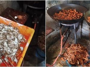 Jijik! Dapur Penjual Baby Crab Ini Penuh Lalat