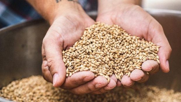 Eksperimen Hidup Hemat, Influencer Ini Pilih Makan Pakan Babi Rp 6.500