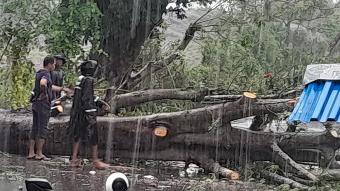 Pengendara motor di Gowa tertimpa pohon tumbang.