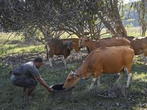 Pengungsi Gunung Lewotobi Sempatkan Beri Makan-Minum Hewan Ternak