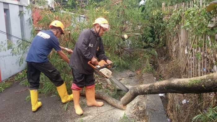 Petugas memotong pohon yang tumbang akibat hujan angin.