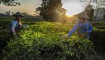 Begini Proses Produksi Teh Putih yang Harganya Rp 1 Juta/Kg