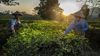 Mereka akan memetik peko alias pucuk paling atas daun teh yang belum mekar sebelum matahari bersinar terik.