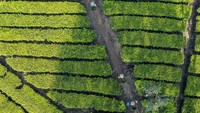 Hasil proses inilah yang kemudian menjadi teh putih, teh yang diklaim memiliki banyak manfaat bagi kesehatan, kebugaran, dan juga kecantikan.