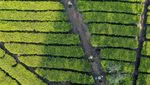 Begini Proses Produksi Teh Putih yang Harganya Rp 1 Juta/Kg Begini Proses Produksi Teh Putih yang Harganya Rp 1 Juta/Kg