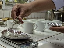 Begini Proses Produksi Teh Putih yang Harganya Rp 1 Juta/Kg