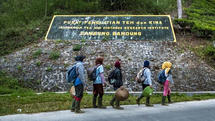 Potensi teh putih untuk menjadi ikon teh Indonesia Sajian teh putih di Pepeteka Cafe, Perkebunan Teh Pusat Penelitian Teh dan Kina (PPTK) Gambung, Bandung, Jawa Barat.