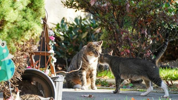 Rumah masa kecil Donald Trump dibanjiri kucing