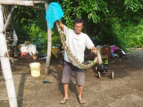 Ular piton tiga meter ditangkap warga di Belangwetan, Kecamatan Klaten Utara, Kabupaten Klaten, Selasa (12/11/2024).