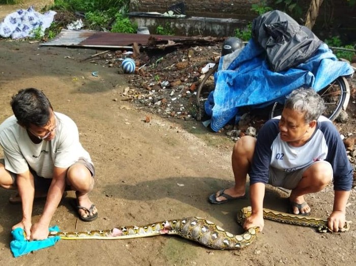 Ular piton tiga meter ditangkap warga di Belangwetan, Kecamatan Klaten Utara, Kabupaten Klaten, Selasa (12/11/2024).