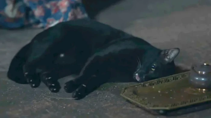 Adegan kucing kejang-kejang dalam drama Thailand