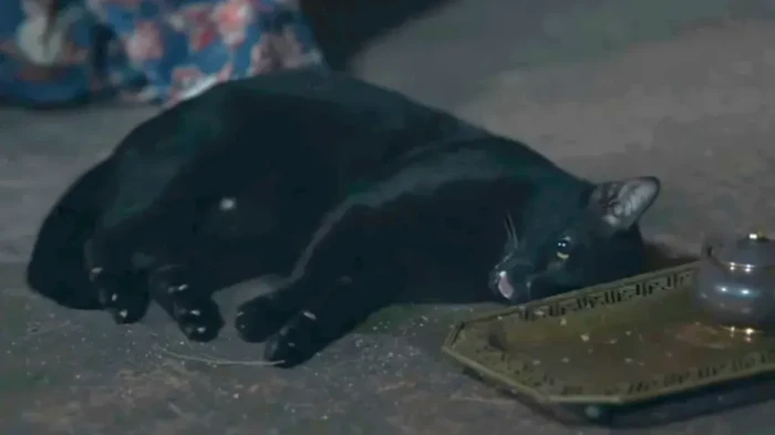 Adegan kucing kejang-kejang dalam drama Thailand