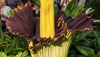 Bagi mereka yang tidak dapat hadir secara langsung, kebun itu juga menawarkan siaran langsung bunga bangkai dan sejauh ini telah ditonton puluhan ribu kali.   