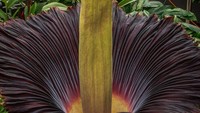 Tanaman ini dihadiahkan ke Kebun Raya Geelong pada tahun 2021 oleh State Herbarium di Adelaide, Australia Selatan. Semenjak itulah para ahli hortikultura telah mengamati dan menunggu tanda-tanda kuncup yang baru muncul. Dan sejak Senin (11/11) bunga mulai mekar.