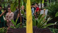 Bunga bangkai sedang mekar di Kebun Raya Geelong, Australia. Lihatlah warga begitu smeangat melihat momen langka ini.