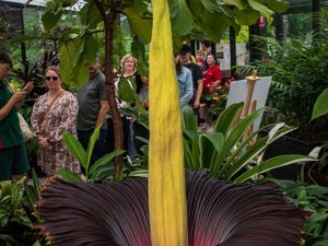 Ribuan Orang Australia Rela Mengantre Demi Melihat Bunga Bangkai