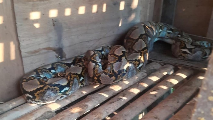 Damkar Bogor evakuasi ular sanca yang mangsa bebek peliharaan wara. (Dok. istimewa)