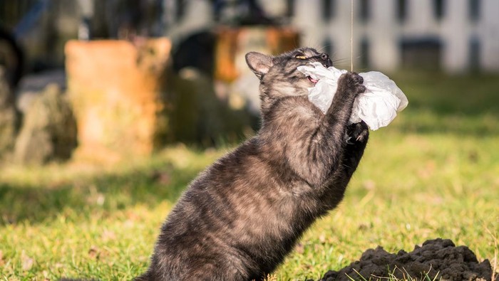 Ilustrasi kucing mendapatkan mangsa