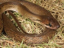 7 Fakta Ular Tikus, Benarkah Jadi Pengendali Hama di Sawah?