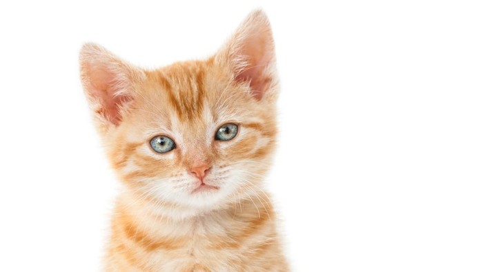 Kucing kecil atau anak kucing oren