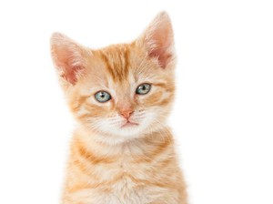 Anomali Kucing Oyen, Mengapa Hampir Selalu Jantan?
