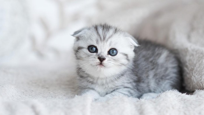 Kucing kecil atau anak kucing