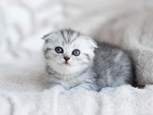 Apa Bedanya Kitten, Cat, dan Feline? Ini Jawabannya