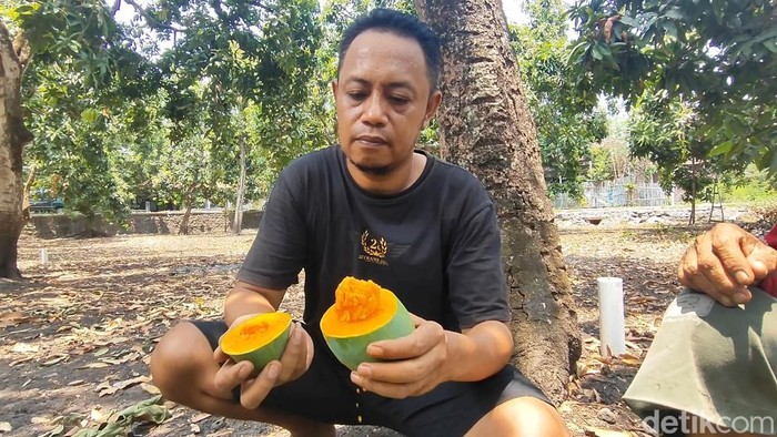 mangga alpukat