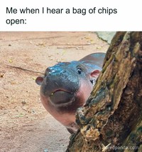 Meme Moo Deng
