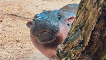 Reaksi ketika mendengar ada yang buka kripik. Foto: Boredpanda