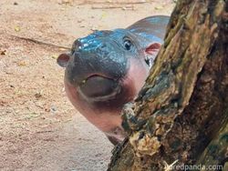 Meme Moo Deng yang Lucu dan Menggemaskan