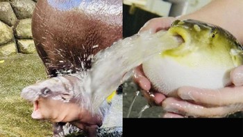 Shower Puff... Foto: Boredpanda