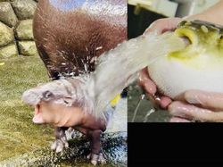 Meme Moo Deng yang Lucu dan Menggemaskan