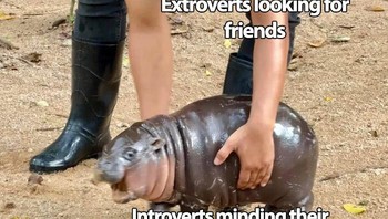 Extroverts vs Introverts Foto: Boredpanda
