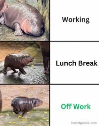 Meme Moo Deng