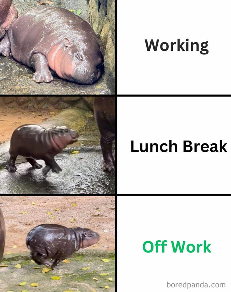 Meme Moo Deng