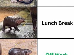 Meme Moo Deng yang Lucu dan Menggemaskan